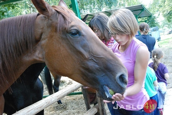 Galicyjskie Lato z Koniem fot. Ilona Czarnecka