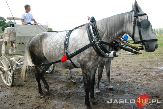 Galicyjskie Lato z Koniem fot. Ilona Czarnecka