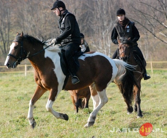 Hobby na czterech kopytach - Jasielskie Stowarzyszenie Jeździeckie