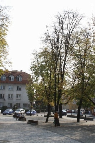Jasielski Rynek bez drzew...
