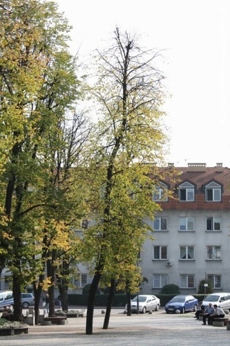 Jasielski Rynek bez drzew...