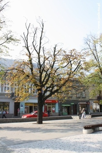 Jasielski Rynek bez drzew...