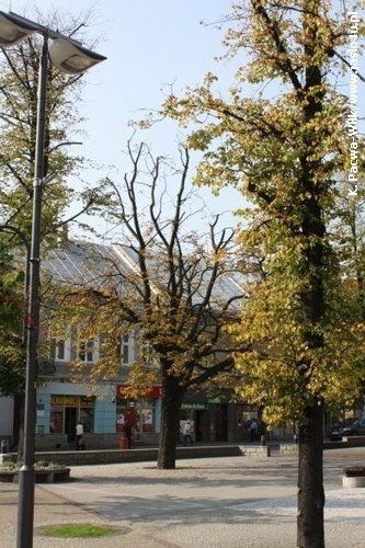 Jasielski Rynek bez drzew...