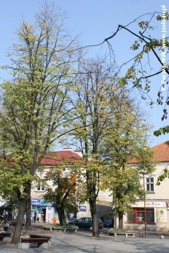 Jasielski Rynek bez drzew...