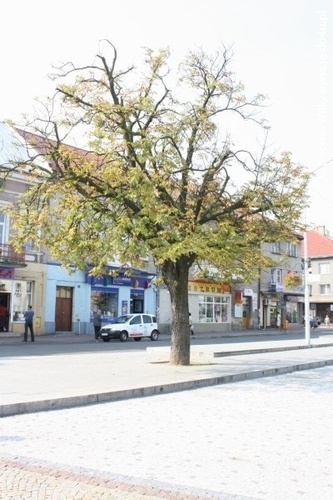 Jasielski Rynek bez drzew...