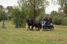 Piknik z Konikiem Polskim - II dzień - Fot. Łukasz Dziura