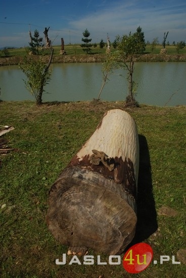 Ruszyły "Gogołowskie Drzewoludy"