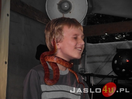 Węże na festynie w Gamracie