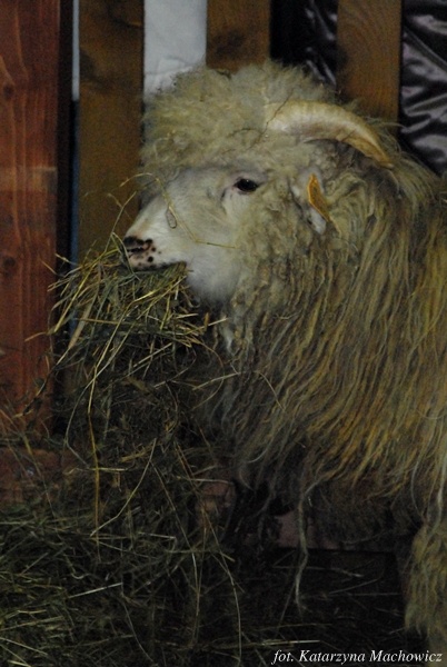 Żywa Szopka - Jasło 24.12.2009