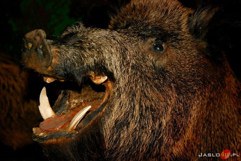 Wystawa przyrodniczo - łowiecka "Gdzie Chów Tam Łów"