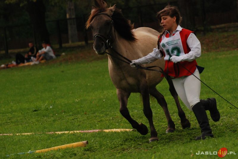 X Piknik z Konikiem Polskim