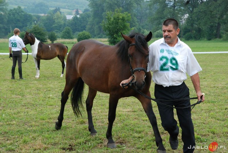XIII Ogólnopolski Czempionat Młodzieżowy koni rasy huculskiej