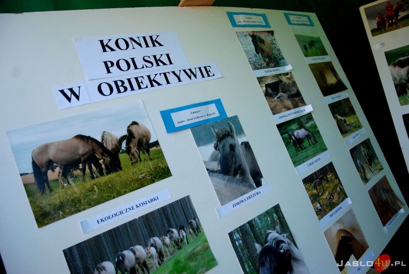 Piknik z Konikiem Polskim w Trzcinicy