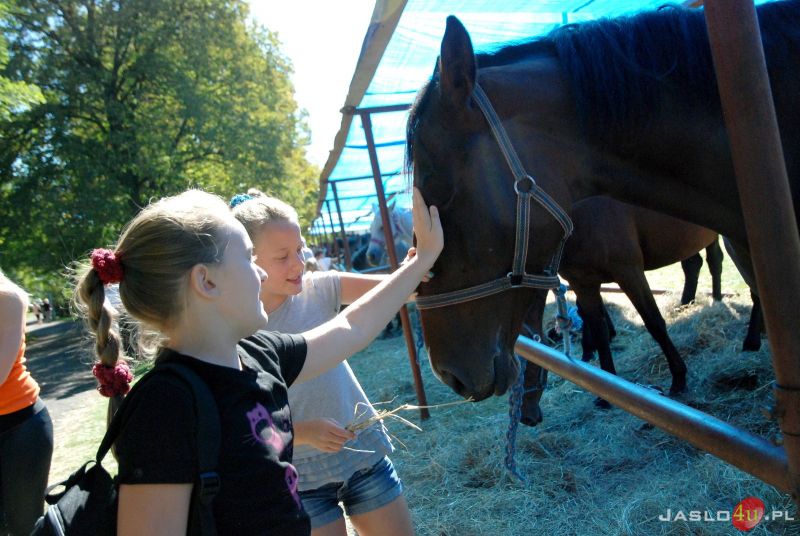 Piknik z Konikiem Polskim w Trzcinicy