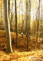 Biwak harcerzy jasielskich w Bączalu