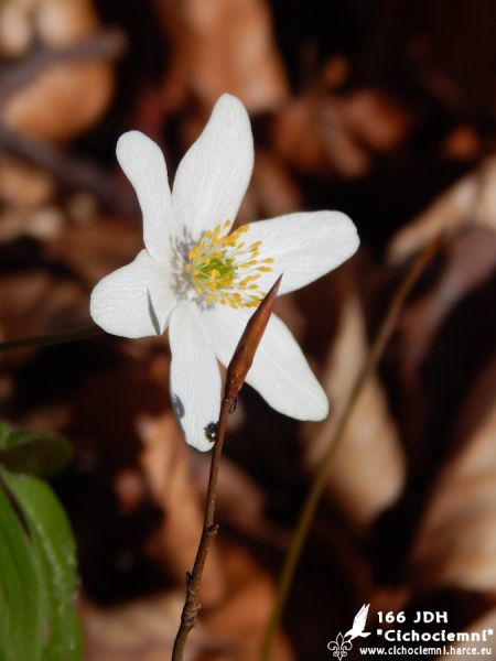 Gra harcerska „Plemiona”