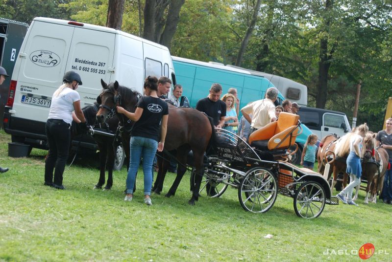 XII Piknik z Konikiem Polskim w Trzcinicy