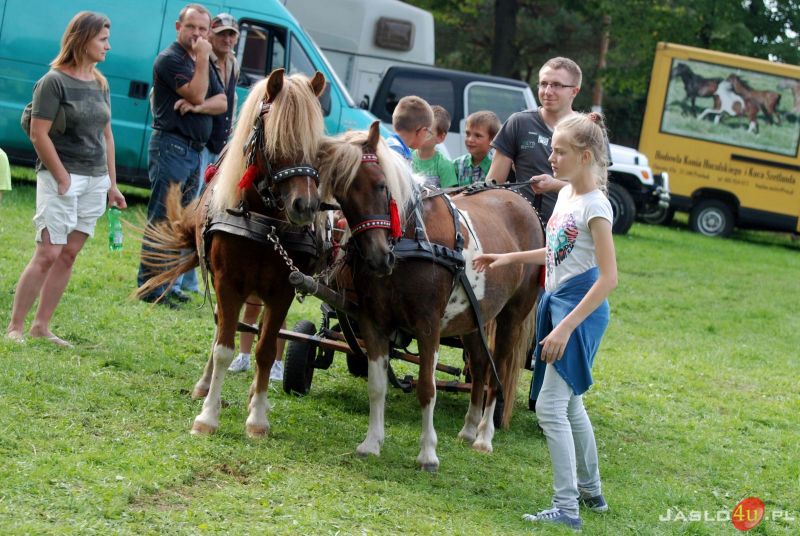XII Piknik z Konikiem Polskim w Trzcinicy