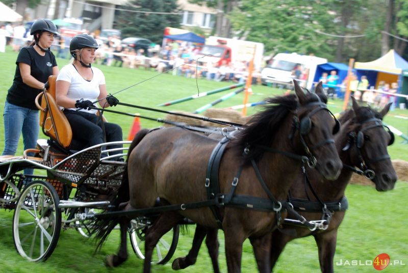 XII Piknik z Konikiem Polskim w Trzcinicy