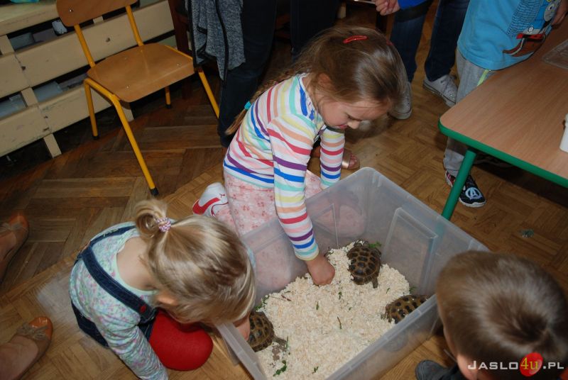 Piknik Charytatywny w Przedszkolu Miejskim nr 11