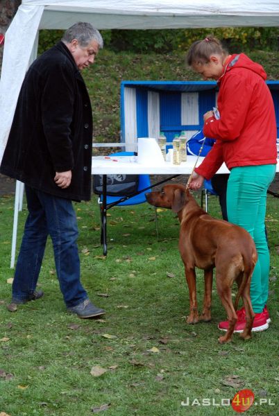 XXIV Podkarpacka Wystawa Psów Rasowych