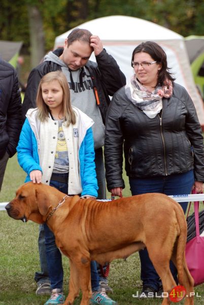 XXIV Podkarpacka Wystawa Psów Rasowych