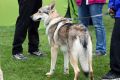 XXIV Podkarpacka Wystawa Psów Rasowych
