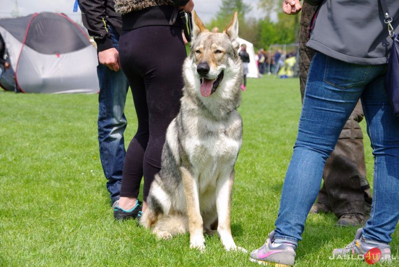 Podkarpackie Wystawy Psów Rasowych w Jaśle