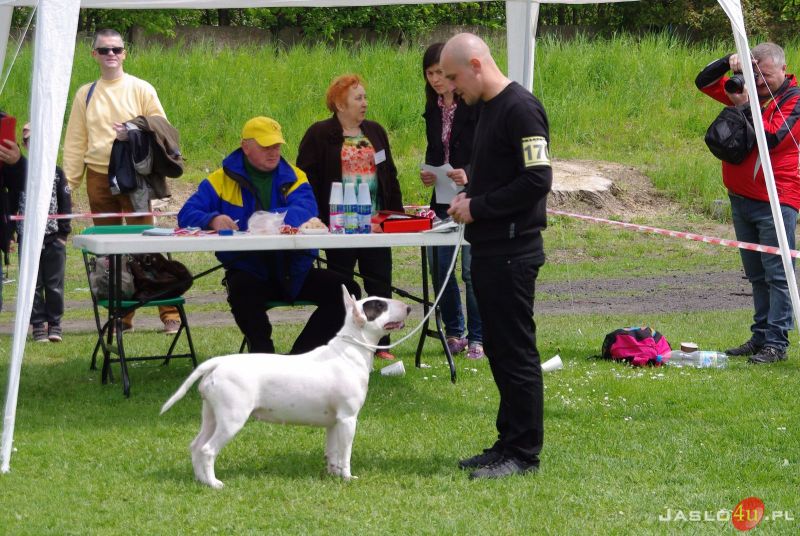 Podkarpackie Wystawy Psów Rasowych w Jaśle