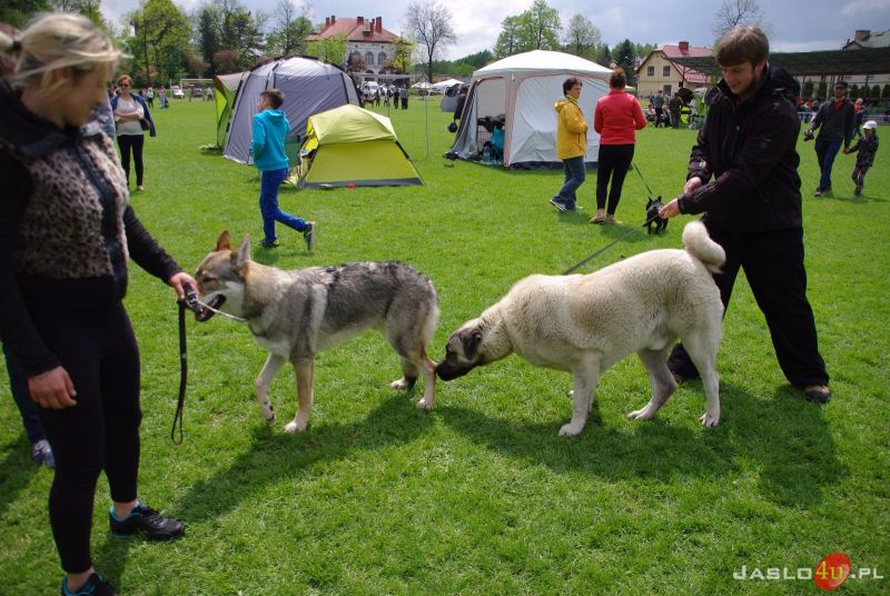 Podkarpackie Wystawy Psów Rasowych w Jaśle