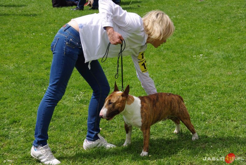 Podkarpackie Wystawy Psów Rasowych w Jaśle