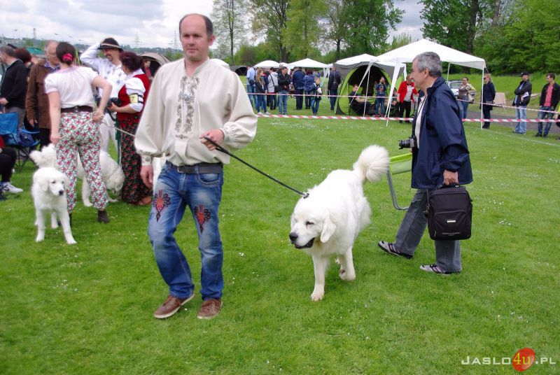 Podkarpackie Wystawy Psów Rasowych w Jaśle