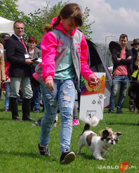 Podkarpackie Wystawy Psów Rasowych w Jaśle