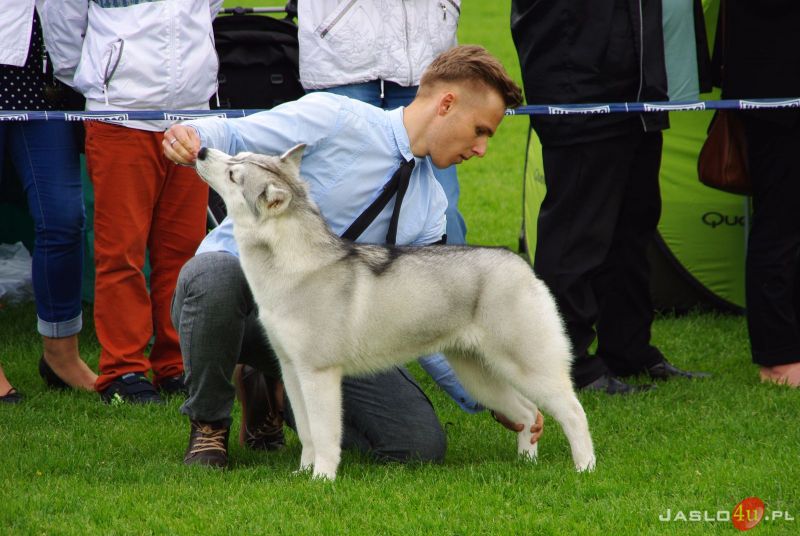 Podkarpackie Wystawy Psów Rasowych w Jaśle