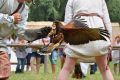 Normanowie "Waleczni potomkowie Wikingów"