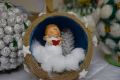 Konkurs Bożonarodzeniowy w jasielskim muzeum