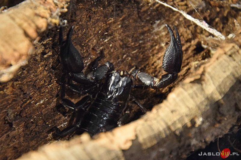 Fascynujący Świat Pająków i Skorpionów - wystawa
