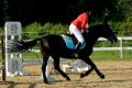 Grand Prix Jasła w Skokach Przez Przeszkody II Eliminacja