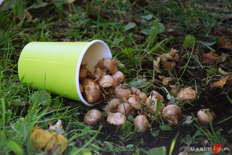 Akcja "Krokus" w Parku Miejskim w Jaśle