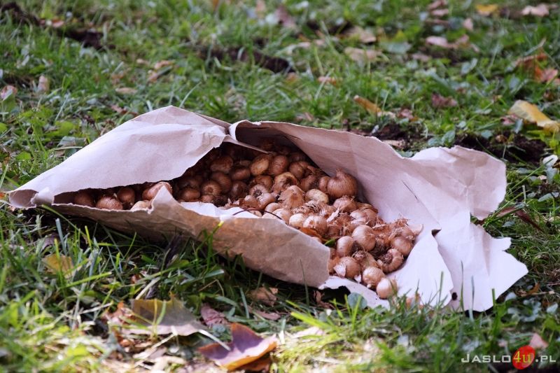 Akcja "Krokus" w Parku Miejskim w Jaśle