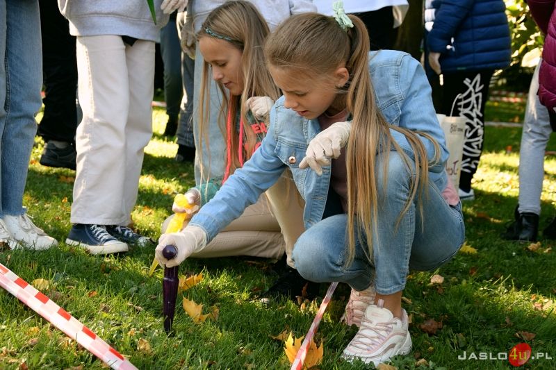 Akcja "Krokus" w Parku Miejskim w Jaśle