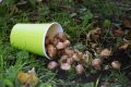 Akcja "Krokus" w Parku Miejskim w Jaśle