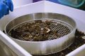 W Jaśle powstało jedyne laboratorium GIOŚ w badaniu morfologii odpadów