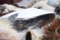 "Cywilizacja epoki kamienia" - impreza plenerowa w Karpackiej Troi