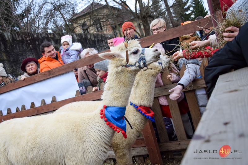 "Żywa szopka" w ogrodzie przy klasztorze oo. francizkanów w Jaśle
