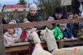 "Żywa szopka" w ogrodzie przy klasztorze oo. francizkanów w Jaśle
