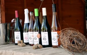 XVIII Międzynarodowe Dni Wina i Festiwal Karpackiego Sera - cz. 1
