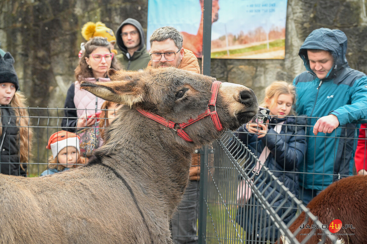 "Żywa szopka" 2024 w Jaśle
