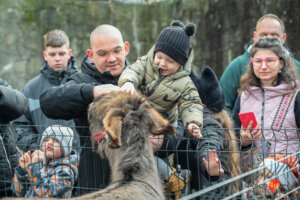 "Żywa szopka" 2024 w Jaśle