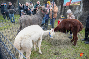 "Żywa szopka" 2024 w Jaśle